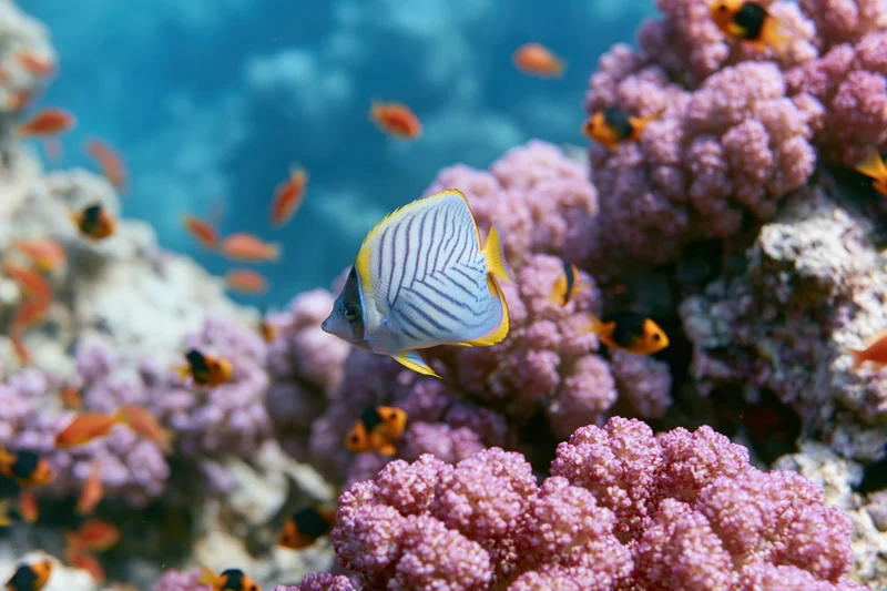 Blue-striped butterflyfish swimming among pink coral formations in a tropical reef environment