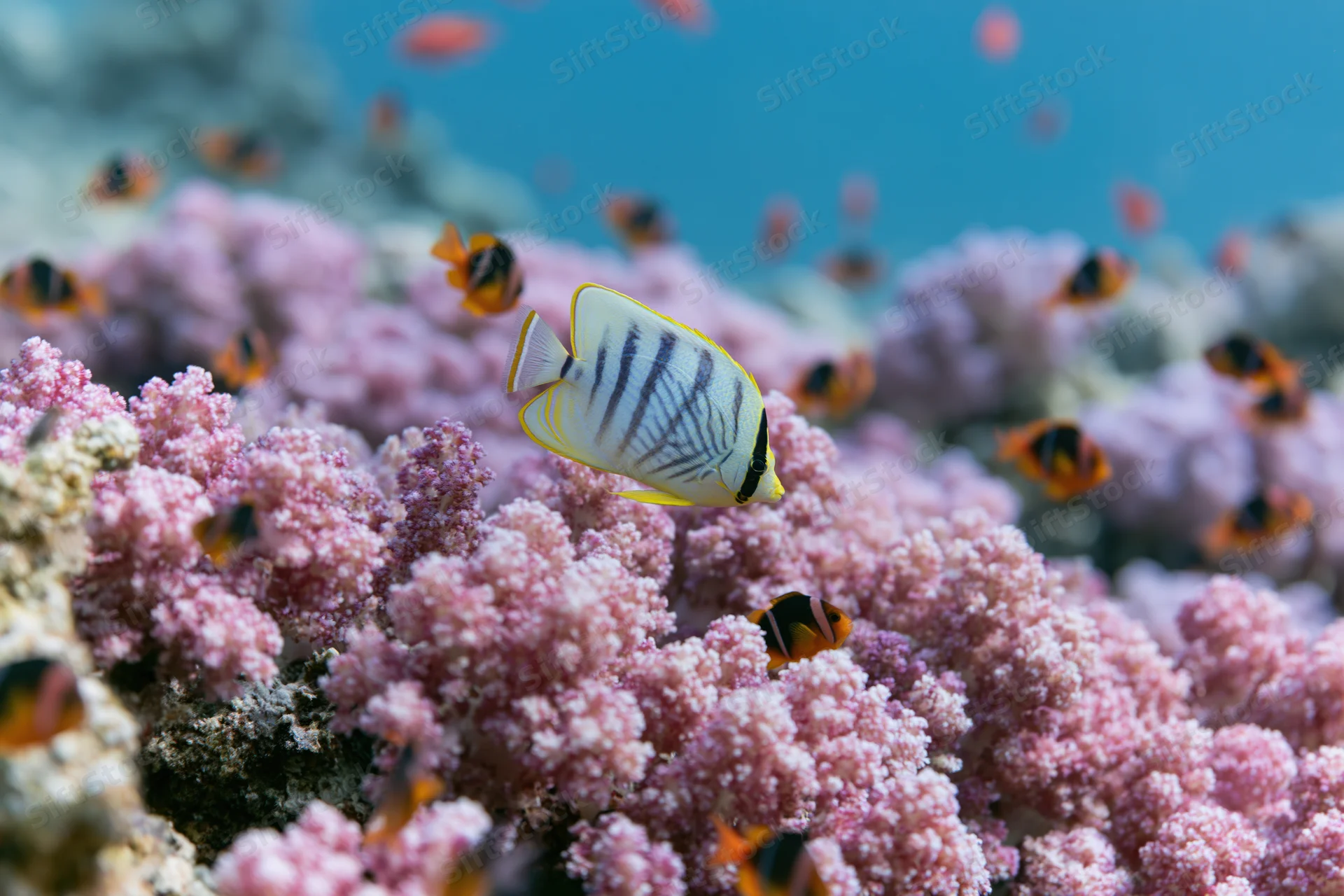 Blue-striped butterflyfish with yellow edges swimming among pink coral in a tropical reef