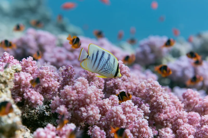 Blue-striped butterflyfish with yellow edges swimming among pink coral in a tropical reef