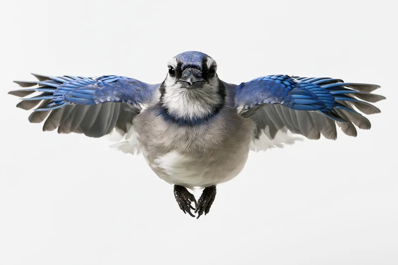 Blue jay in mid-flight with wings fully spread against white background