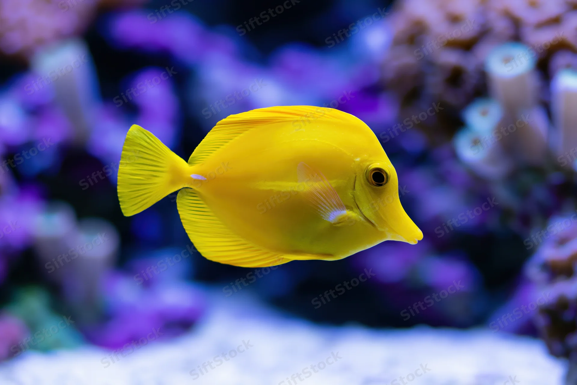 Bright yellow tang fish swimming mid-water in a coral reef aquarium