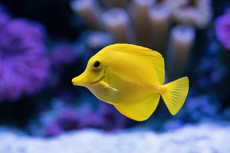 Bright yellow tang fish swimming mid-water in a reef aquarium