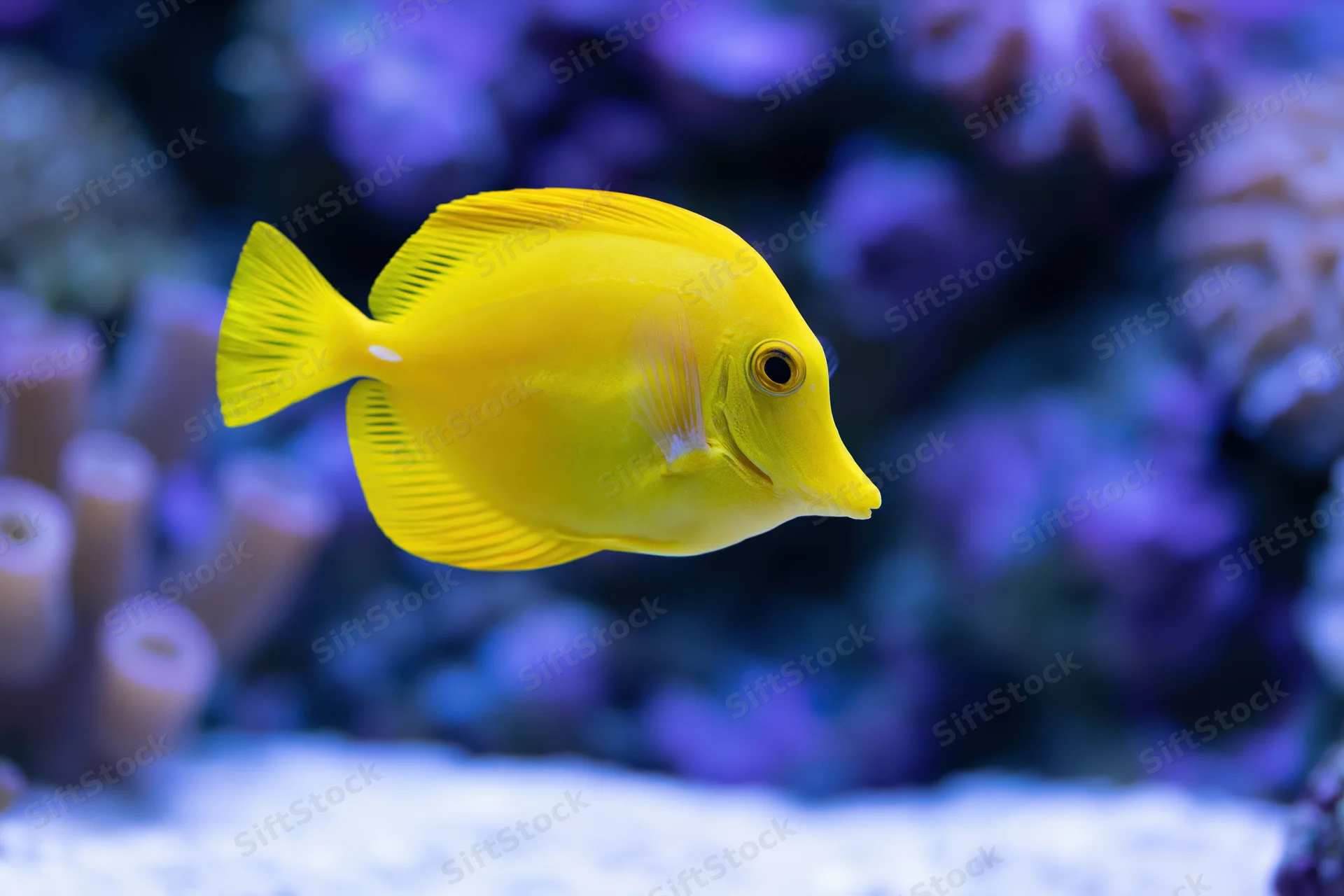 Bright yellow tang fish swimming mid-water in a coral reef aquarium