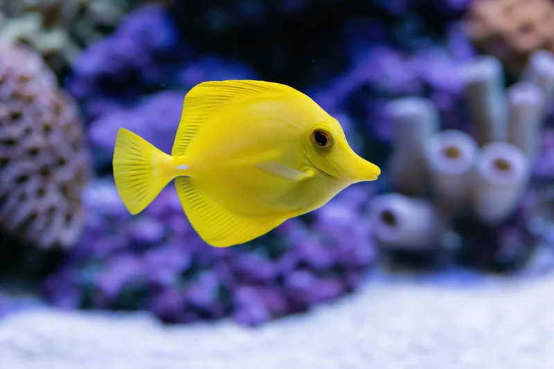 Bright yellow tang fish swimming mid-water in a coral reef aquarium
