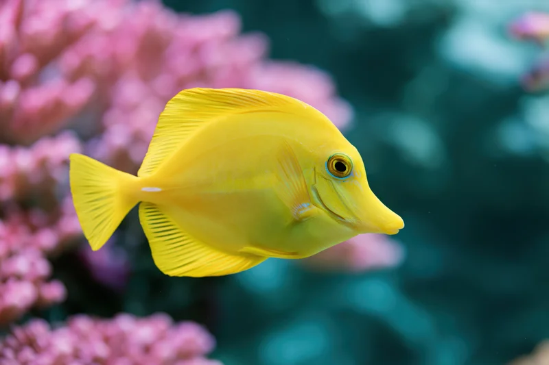 Bright yellow tang fish swimming near pink coral in aquarium