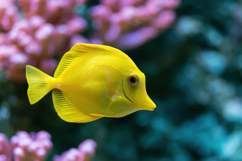 Bright yellow tang fish swimming near pink coral in underwater reef environment