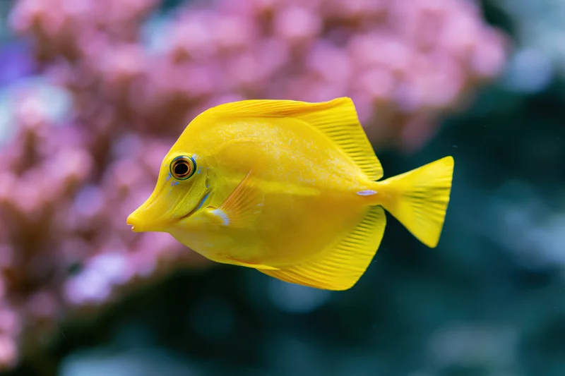 Bright yellow tang fish swimming near pink coral in aquarium