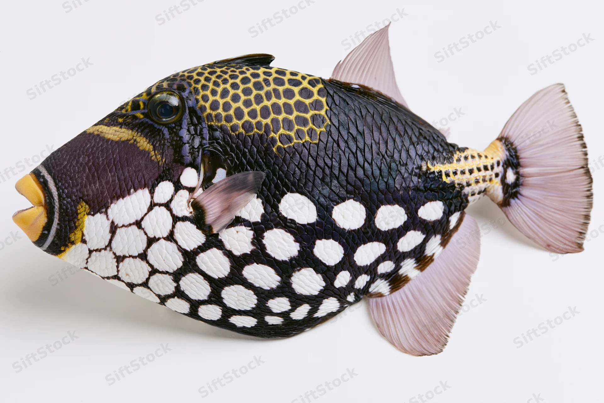 Clown triggerfish in full lateral profile against white background