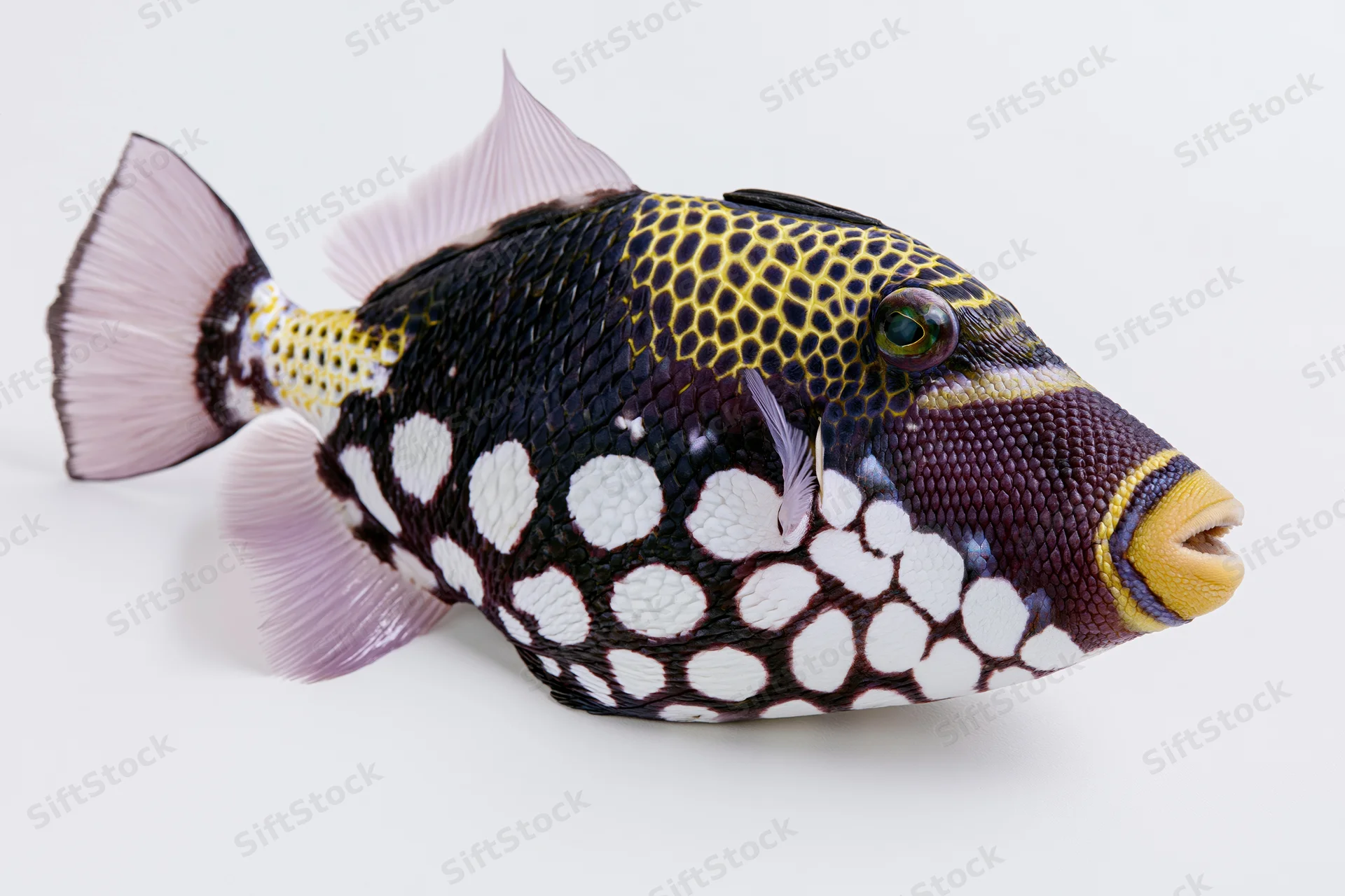 Clown triggerfish in full lateral profile against white background