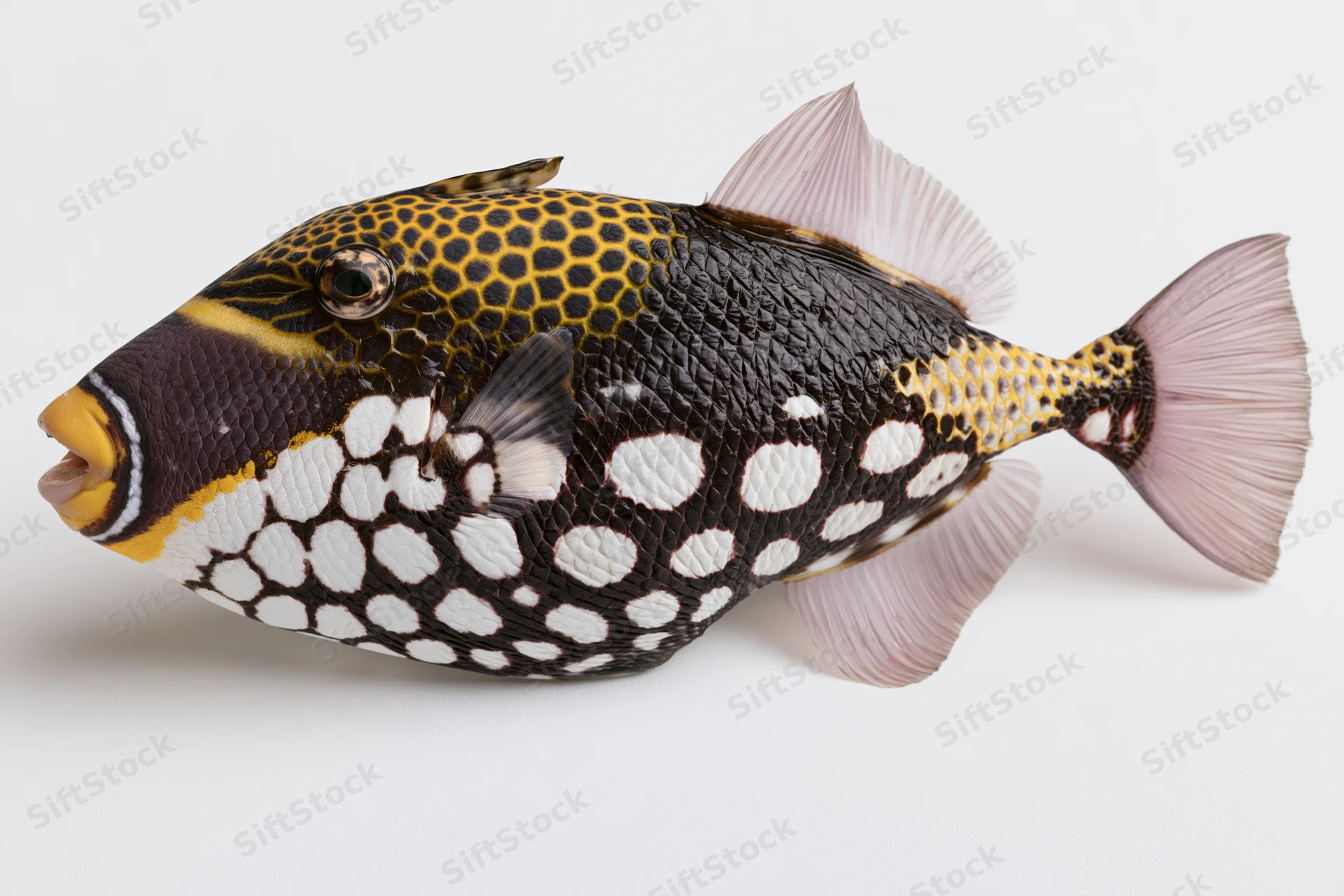 Clown triggerfish in full lateral profile against white background