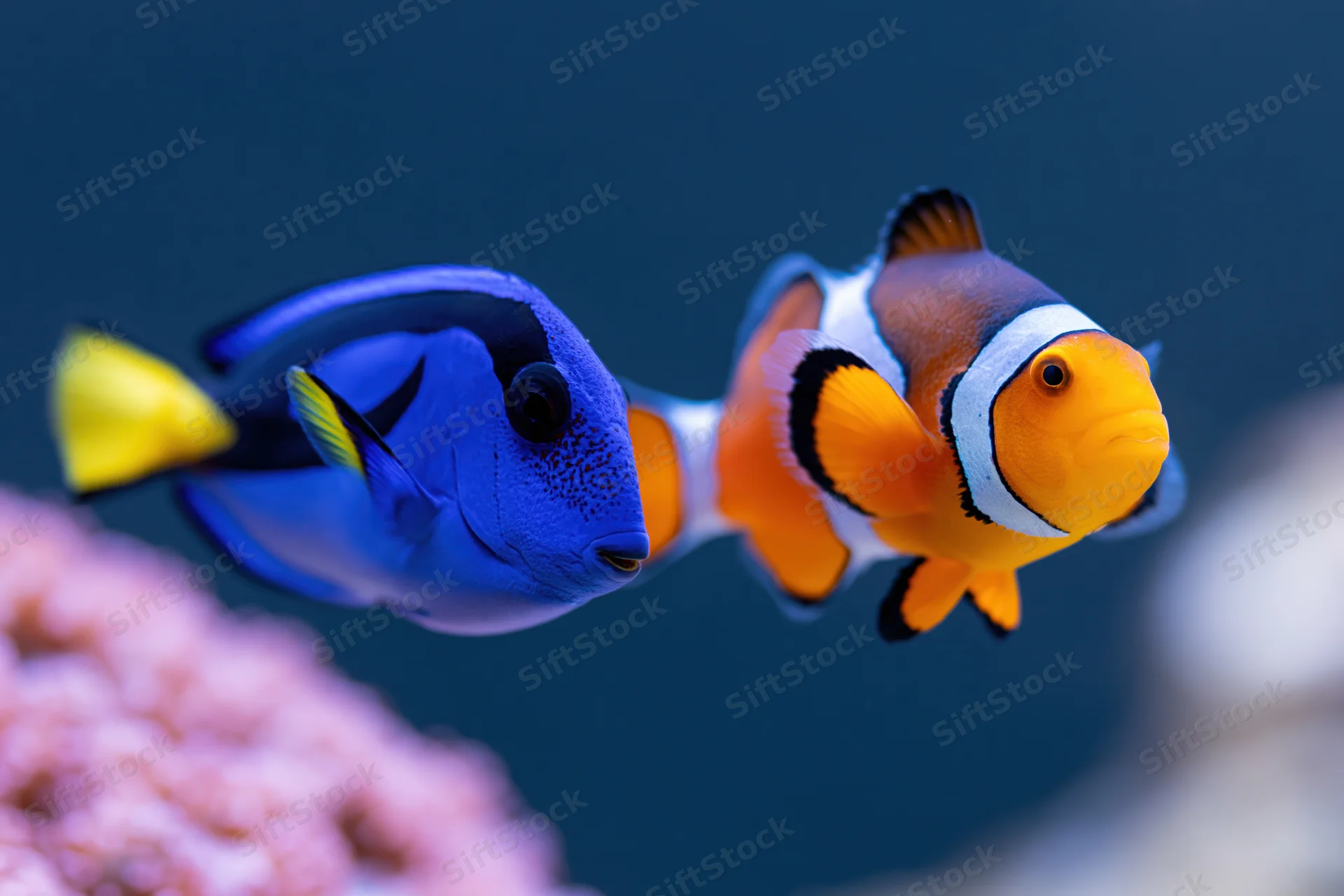 Clownfish and blue tang swimming near coral in a saltwater aquarium
