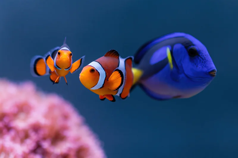 Clownfish and blue tang swimming near coral in aquarium