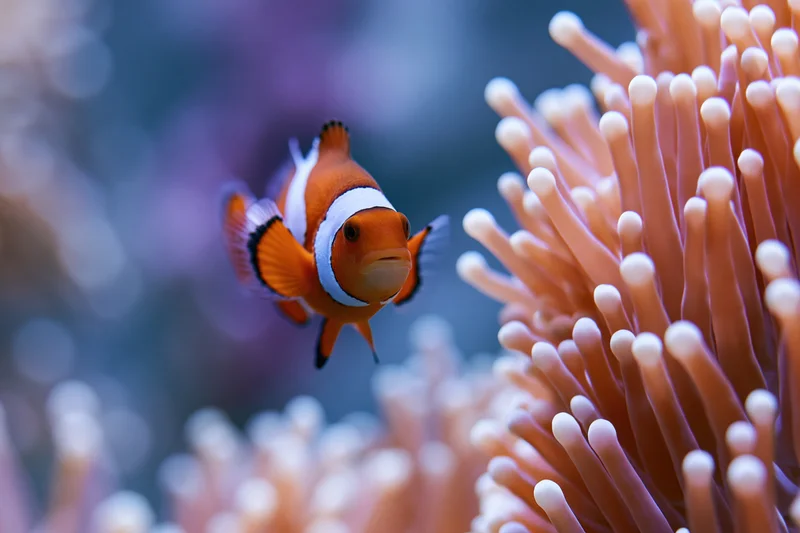 Clownfish hovering among sea anemone tentacles in underwater reef environment
