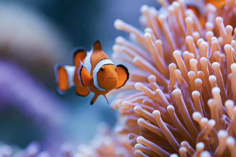 Clownfish swimming near sea anemone tentacles in aquarium setting