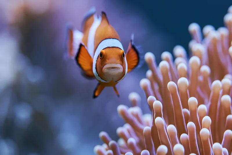Clownfish hovering near sea anemone tentacles in underwater reef environment