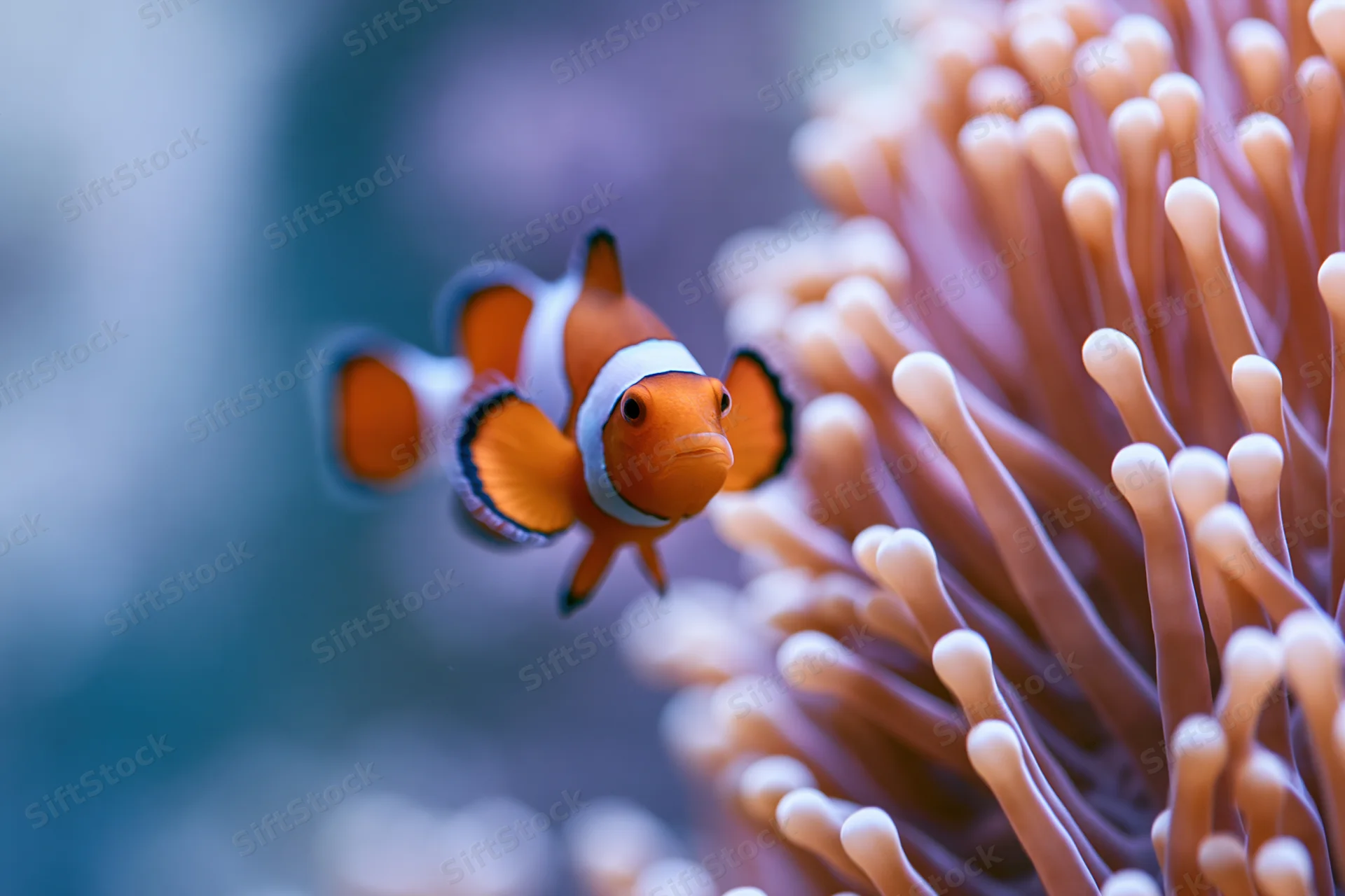 Clownfish hovering near sea anemone tentacles in underwater scene