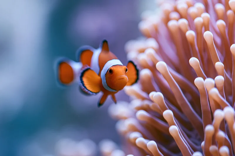 Clownfish hovering near sea anemone tentacles in underwater scene