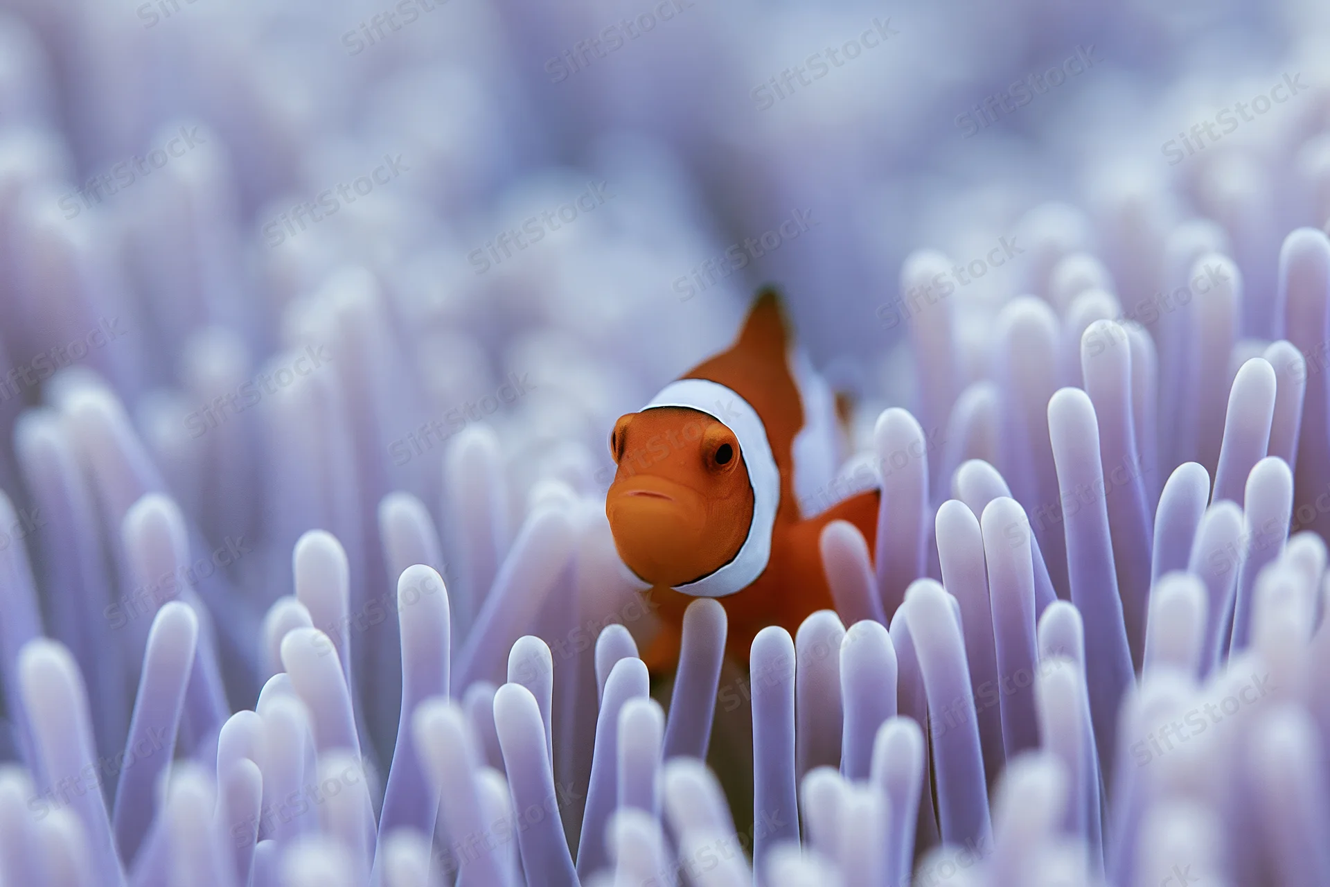 Clownfish nestled among pale lavender sea anemone tentacles underwater