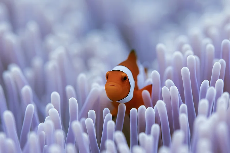 Clownfish nestled among pale lavender sea anemone tentacles underwater