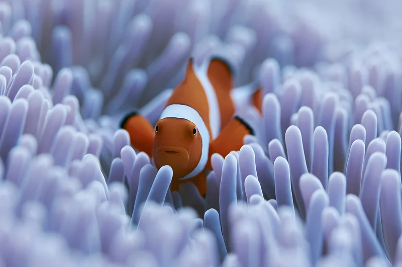 Clownfish nestled among pale lavender sea anemone tentacles