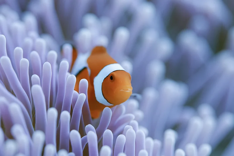 Clownfish nestled among pale lavender sea anemone tentacles underwater
