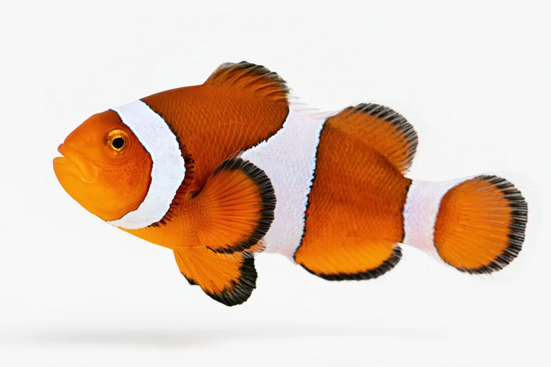 Clownfish swimming against a pure white background