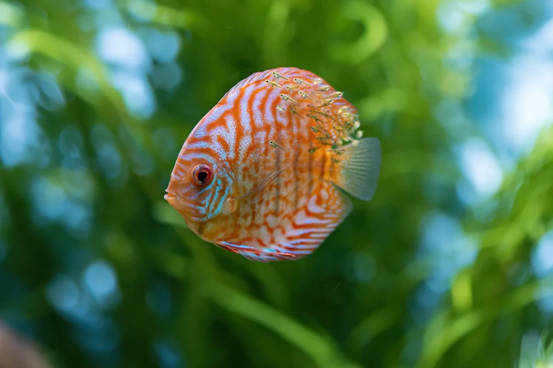 Discus fish swimming in aquarium with green aquatic plants in background
