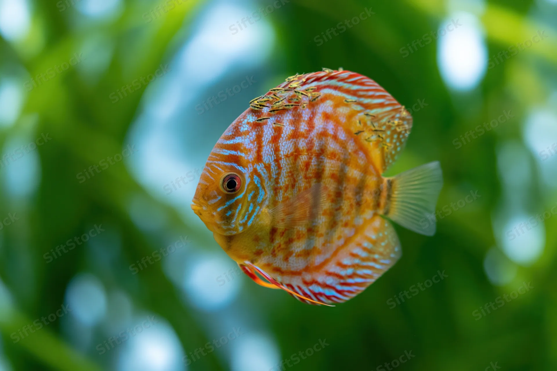 Discus fish swimming in an aquarium with green plants in the background