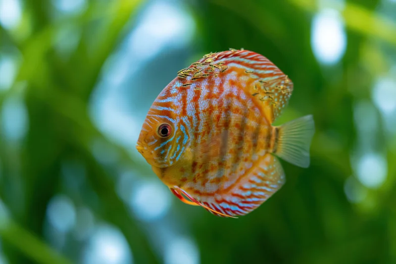 Discus fish swimming in an aquarium with green plants in the background