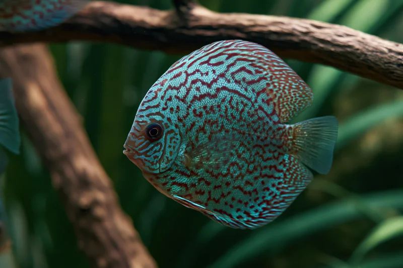 Discus fish swimming in an aquarium with green plants and driftwood
