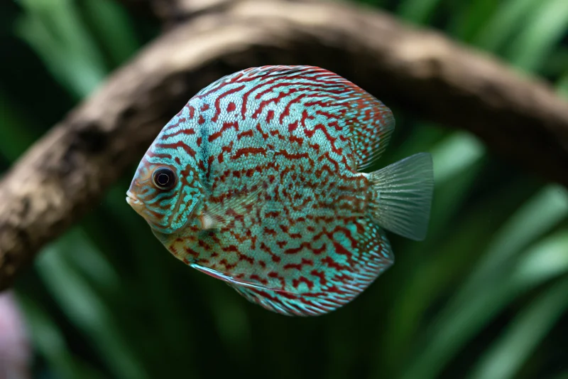 Discus fish swimming in aquarium with green plants and driftwood