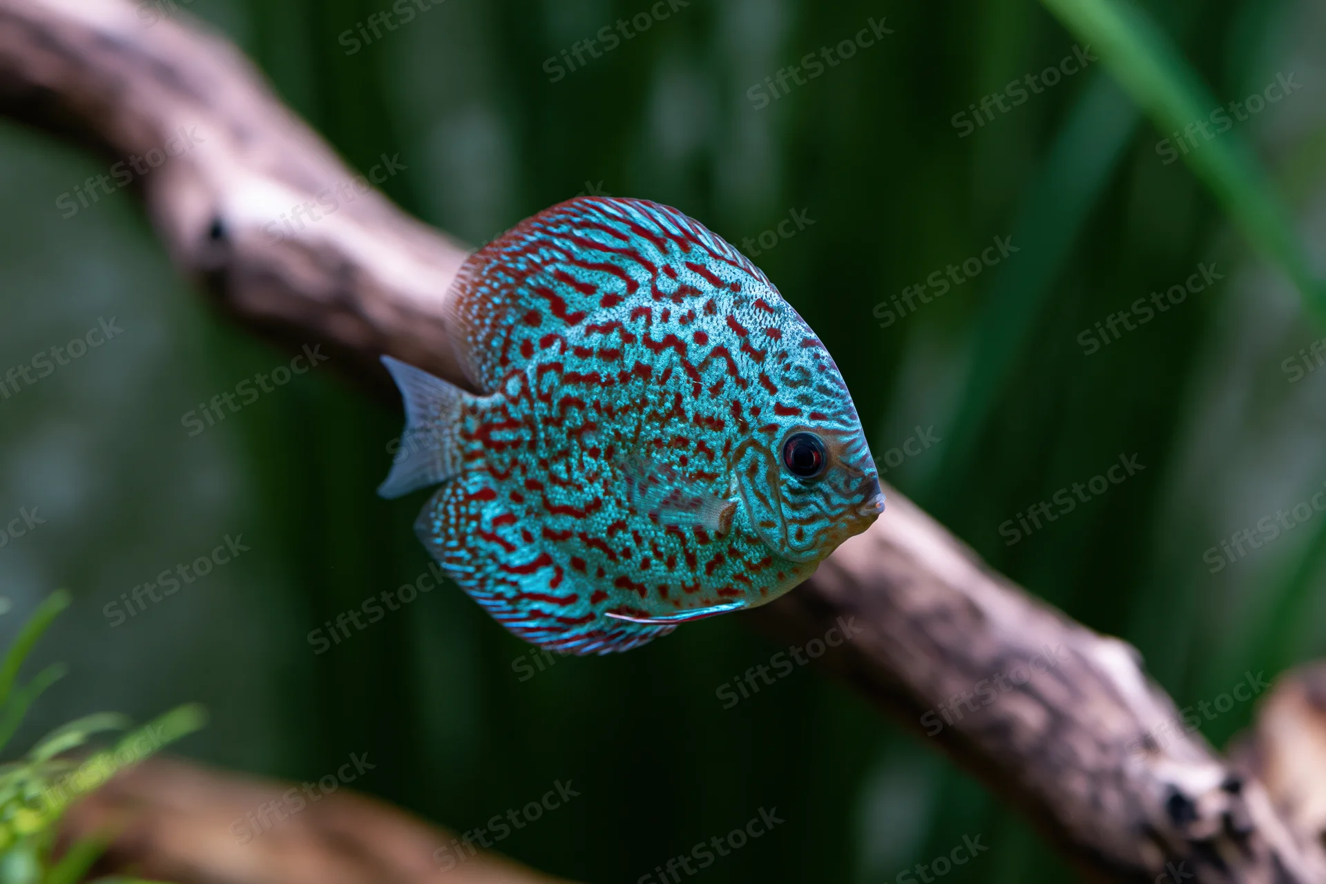 Discus fish swimming near driftwood in a planted aquarium