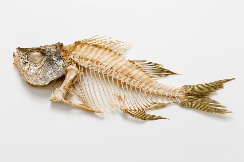 Dried fish skeleton with head and fins intact lying flat on white surface