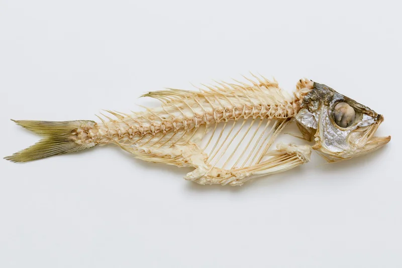 Dried fish skeleton with head and fins intact lying flat on white surface