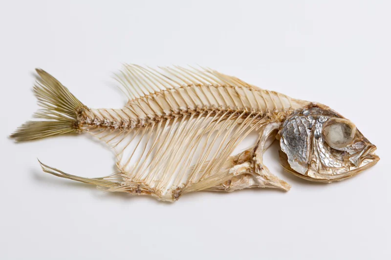 Dried fish skeleton with head attached lying flat on white background