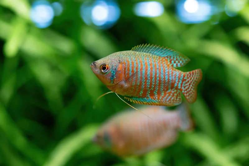 Dwarf gourami swimming in a planted freshwater aquarium with green foliage and blue bokeh lights in the background