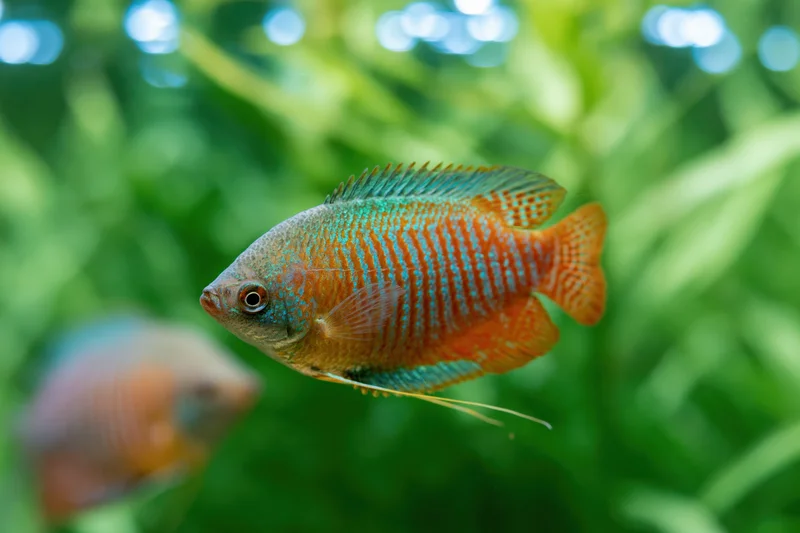 Dwarf gourami swimming in a planted freshwater aquarium with green foliage and bokeh light reflections