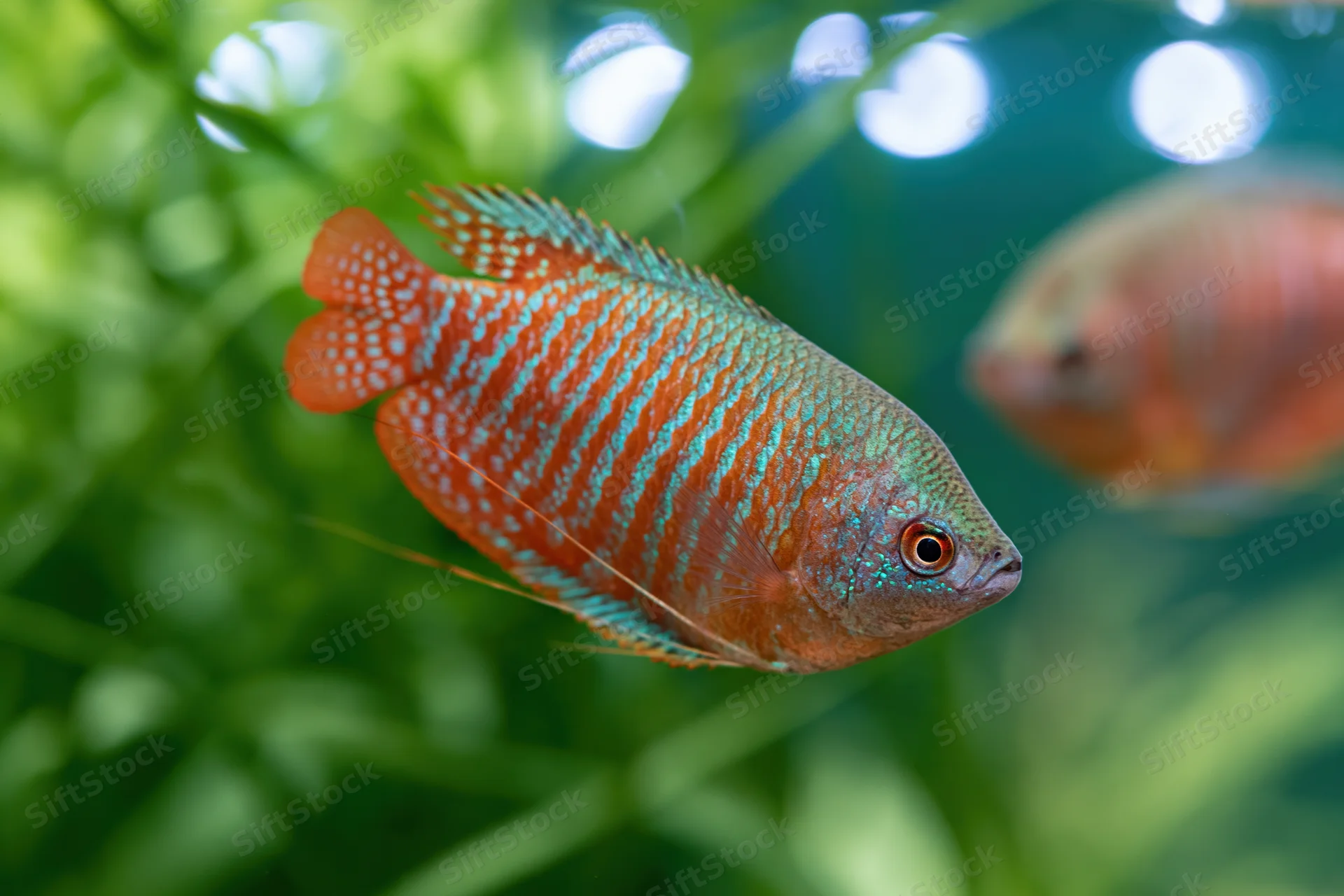 Dwarf gourami swimming in a planted freshwater aquarium with green foliage and bokeh light reflections