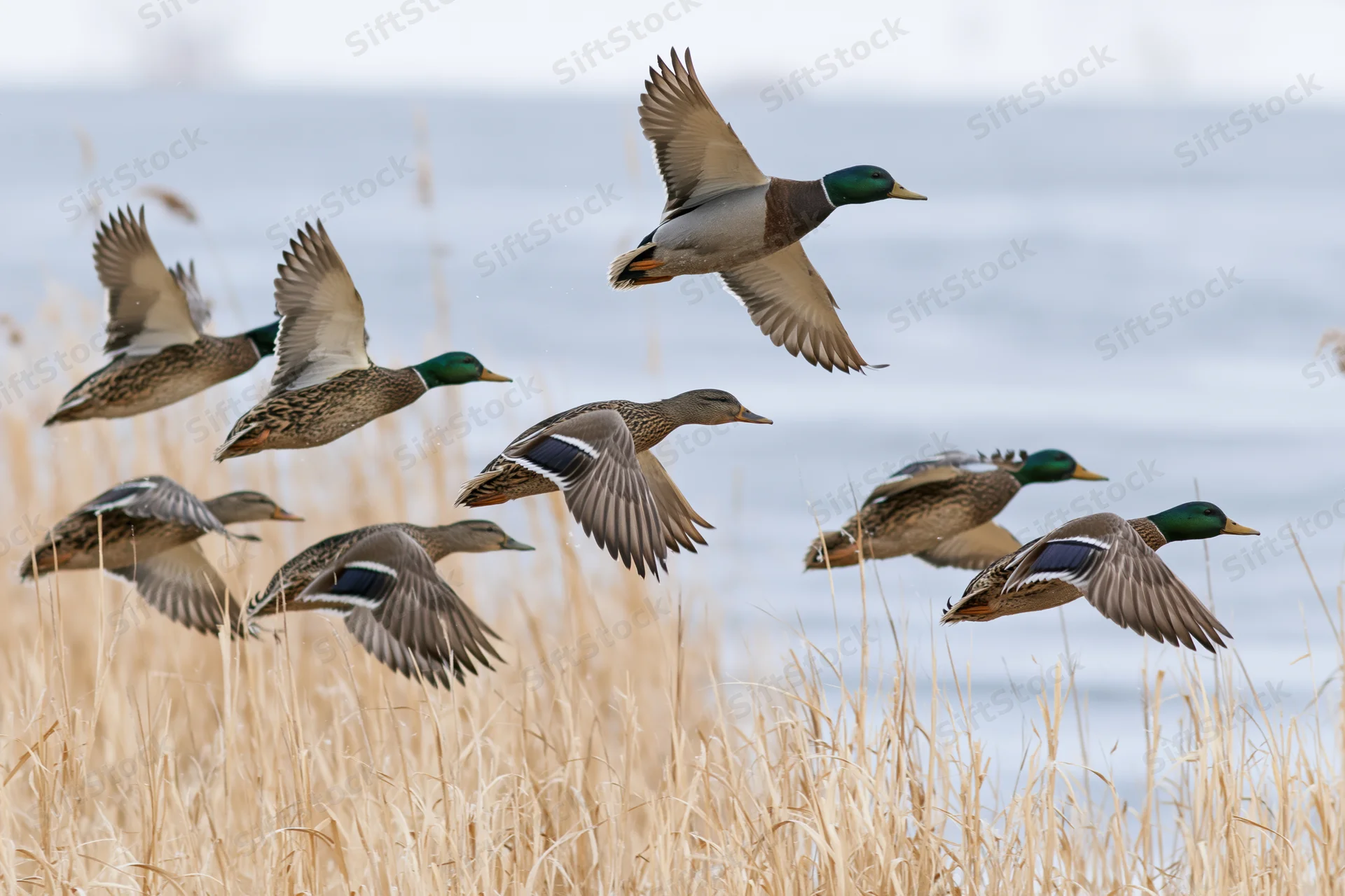 Mallard ducks in mid-flight taking off from a wetland with reeds and water in the background