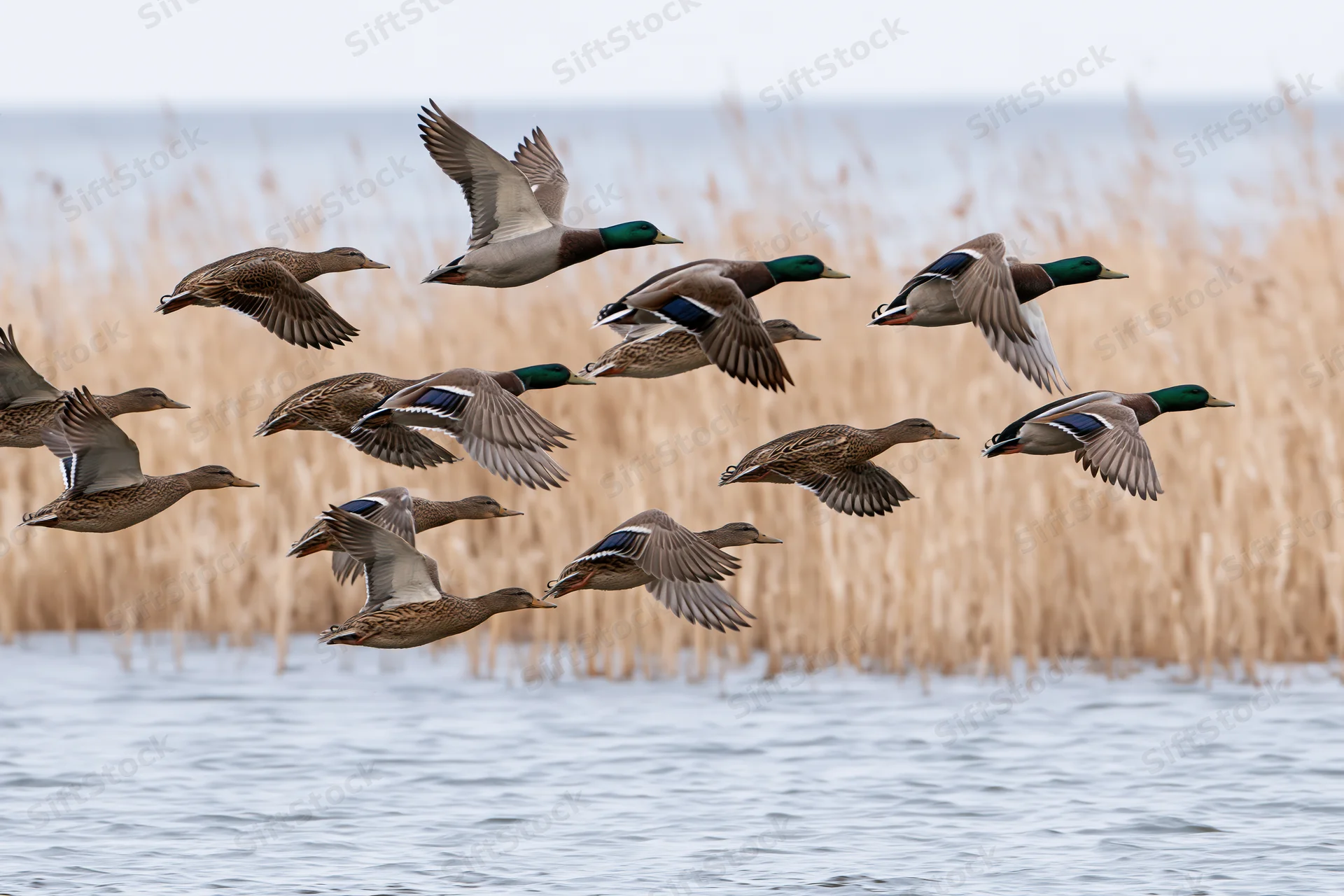 Flock of mallard ducks in mid-flight taking off from a wetland with reeds and water in the background