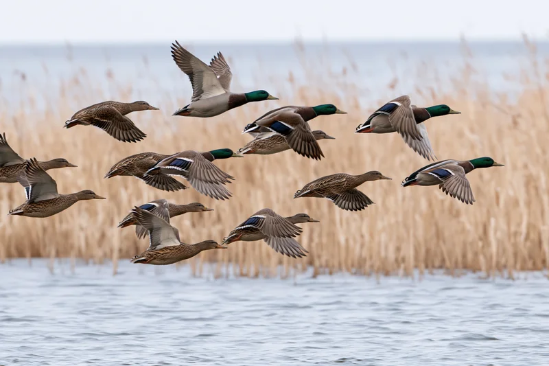 Flock of mallard ducks in mid-flight taking off from a wetland with reeds and water in the background