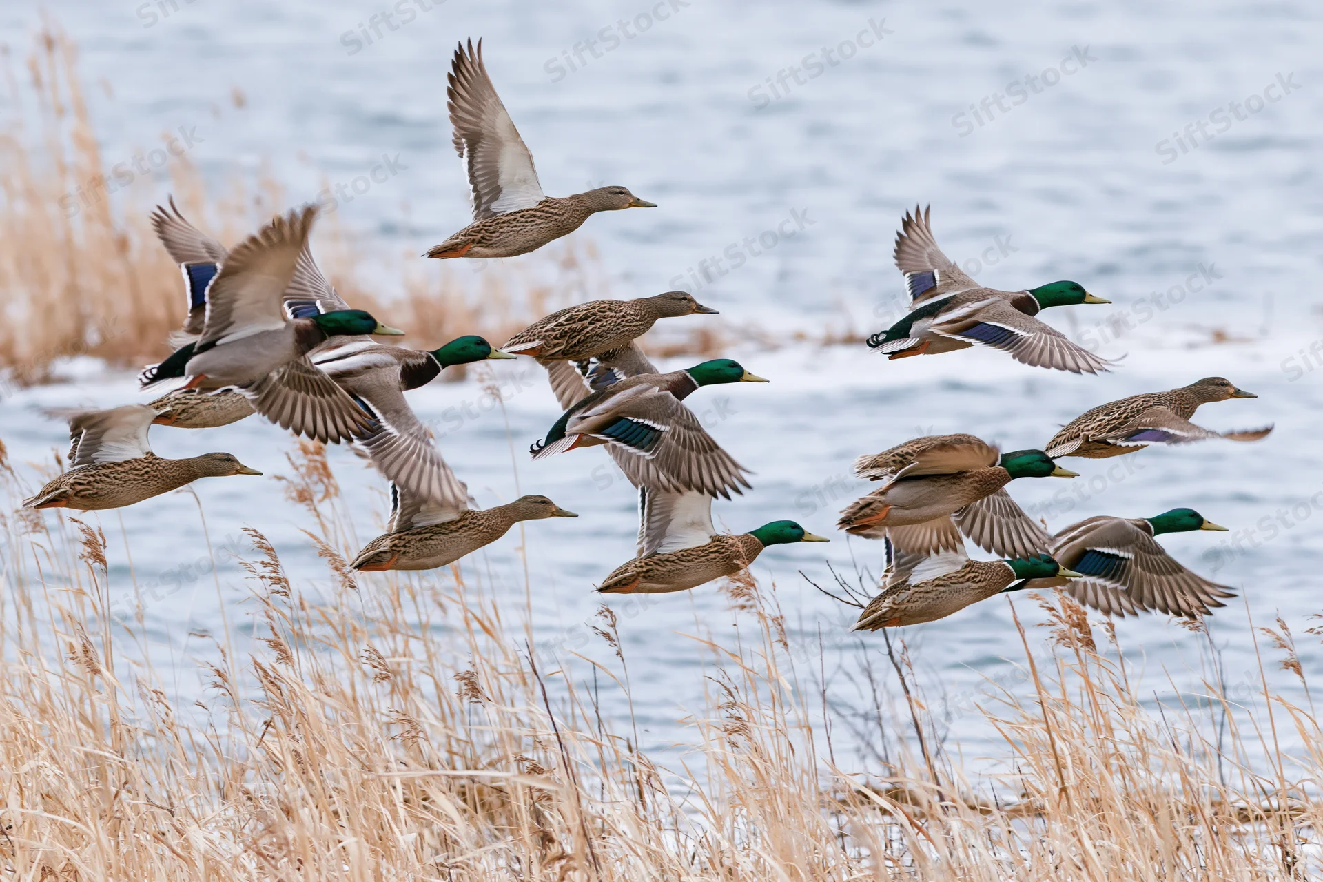 Mallard ducks in mid-flight taking off from a wetland with reeds and water in the background