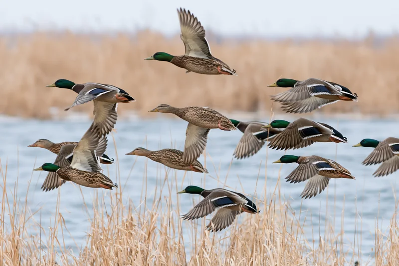 Mallard ducks in mid-flight taking off from a wetland with reeds and water in the background