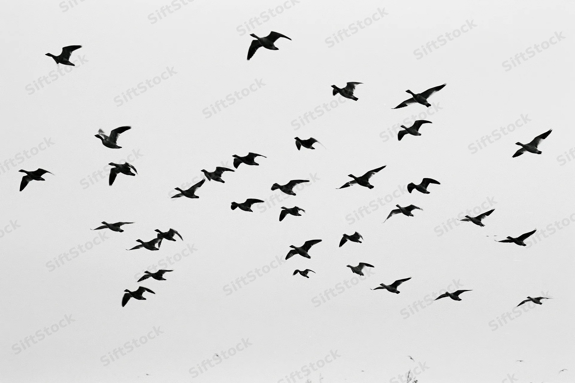 Silhouetted birds in flight against a gray sky