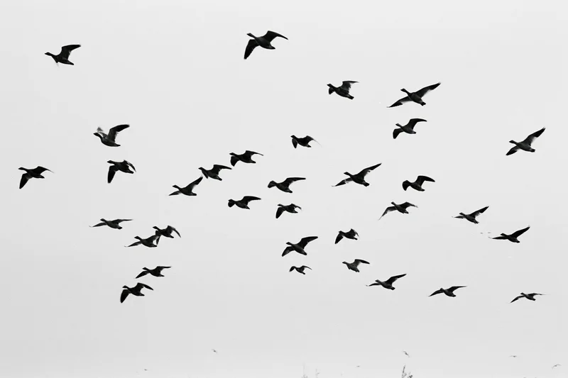 Silhouetted birds in flight against a gray sky