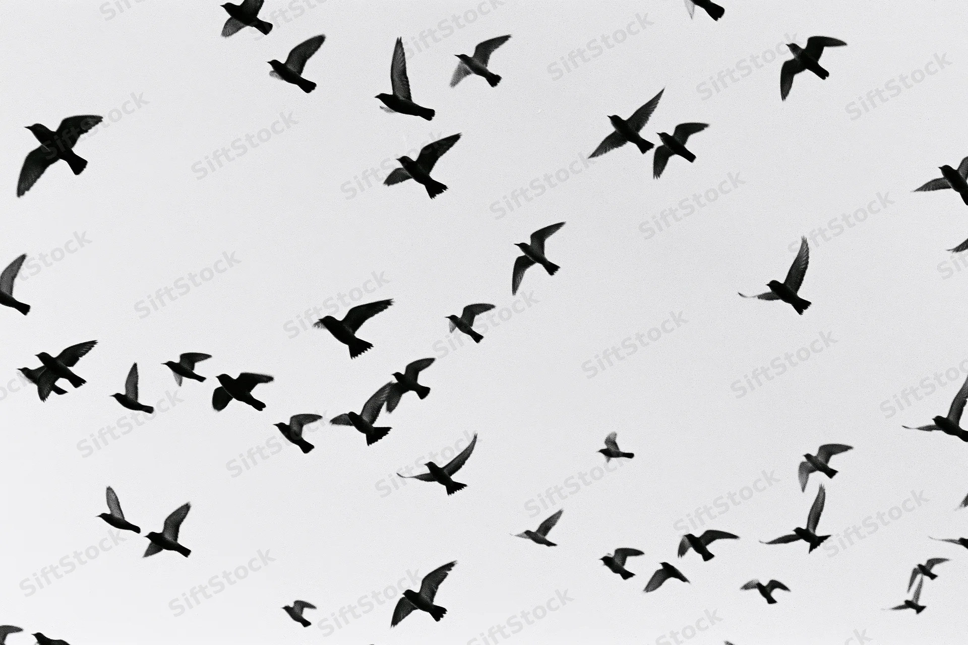 Flock of birds in mid-flight silhouetted against overcast sky