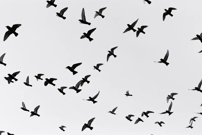 Flock of birds in mid-flight silhouetted against overcast sky
