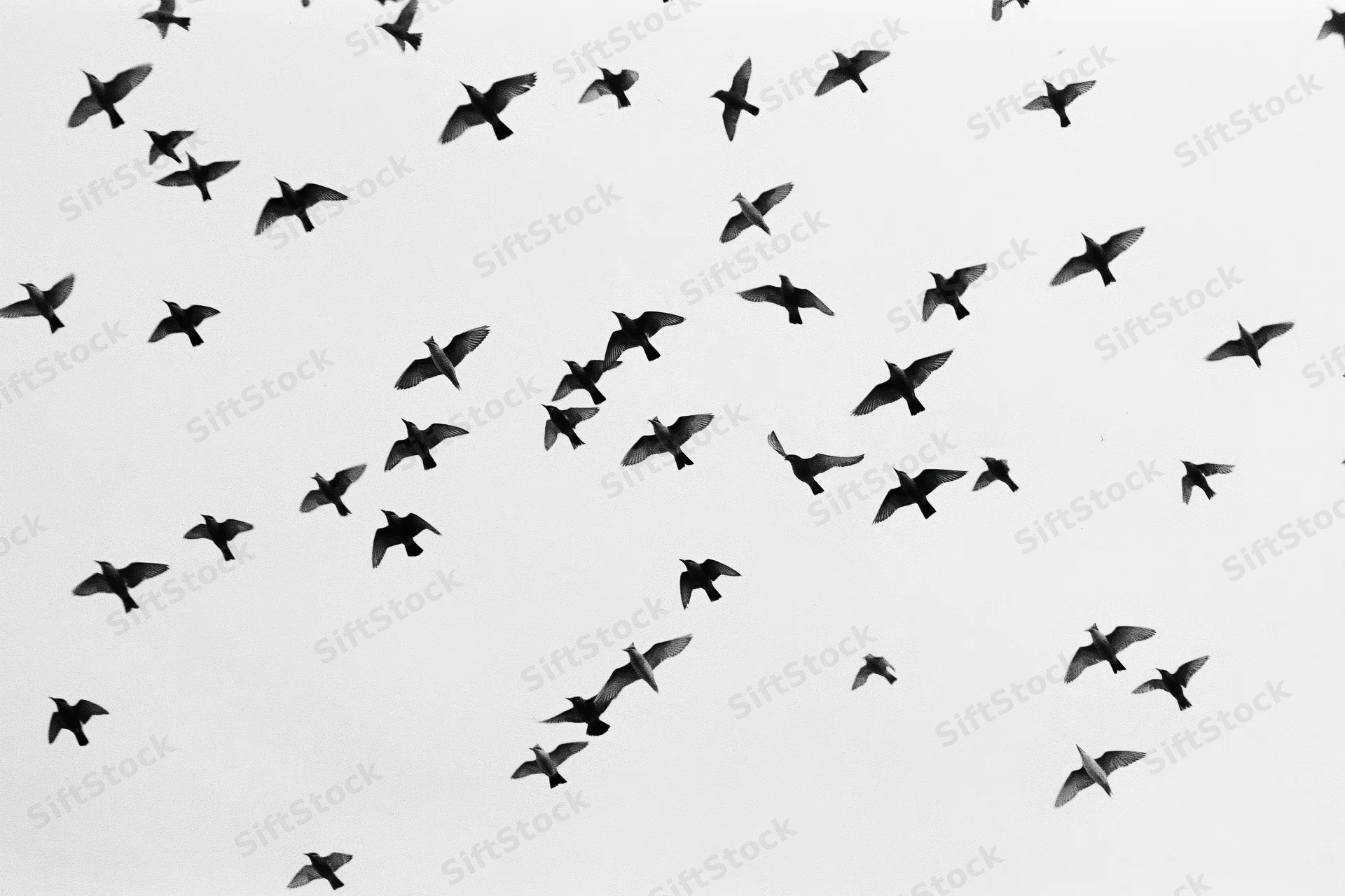Silhouetted birds in flight against a bright sky