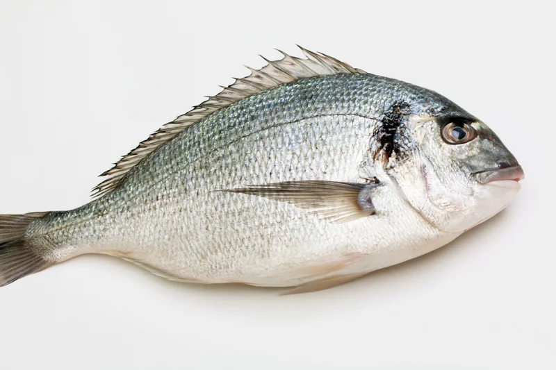 Whole fresh sea bream lying on its side on white background