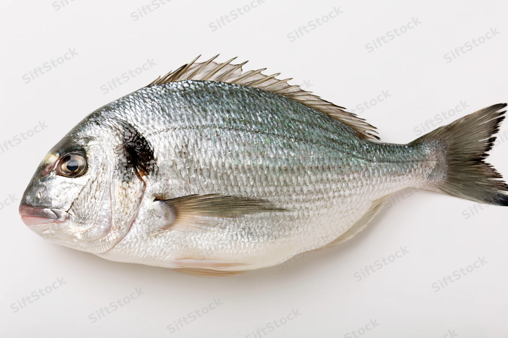 Whole fresh sea bream fish lying on its side on white background